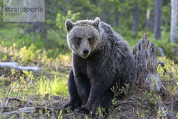 European brown bear  Karelia  Finland  Europe