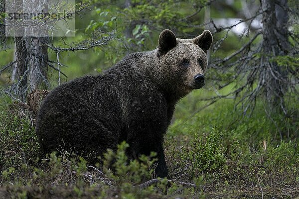 European brown bear  Karelia  Finland  Europe