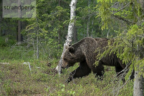 European brown bear  Karelia  Finland  Europe