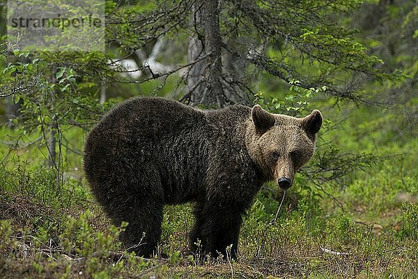 European brown bear  Karelia  Finland  Europe