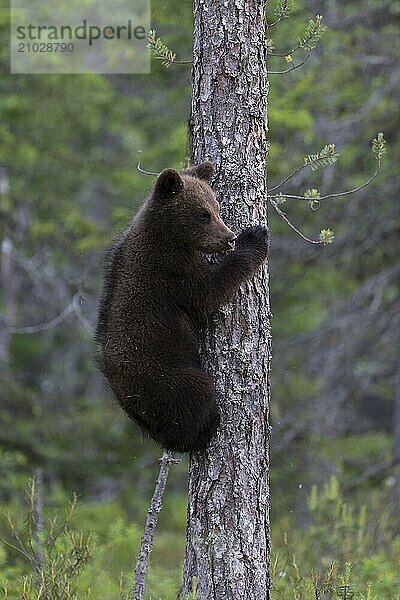 European brown bear  Karelia  Finland  Europe