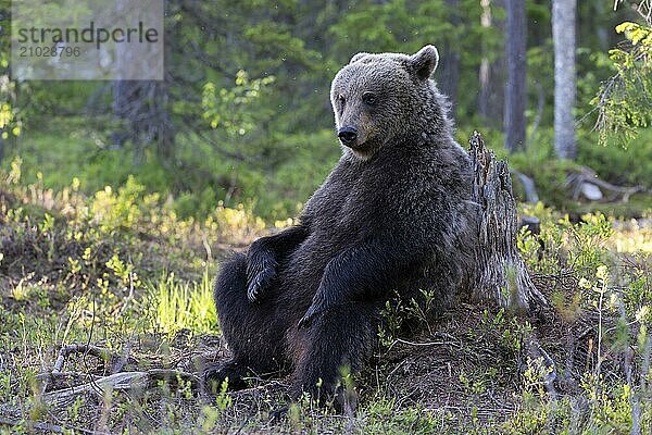 European brown bear  Karelia  Finland  Europe