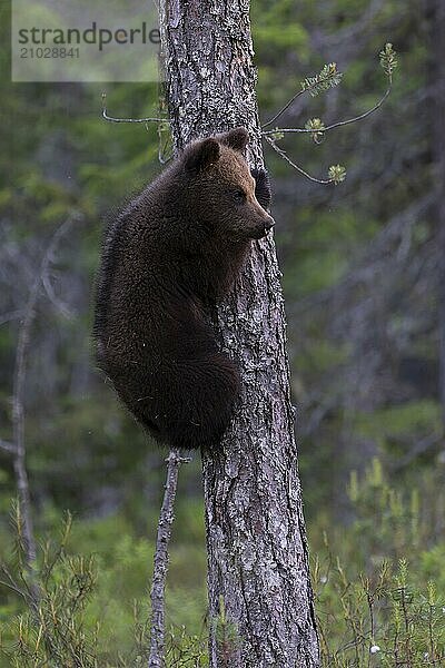 European brown bear  Karelia  Finland  Europe