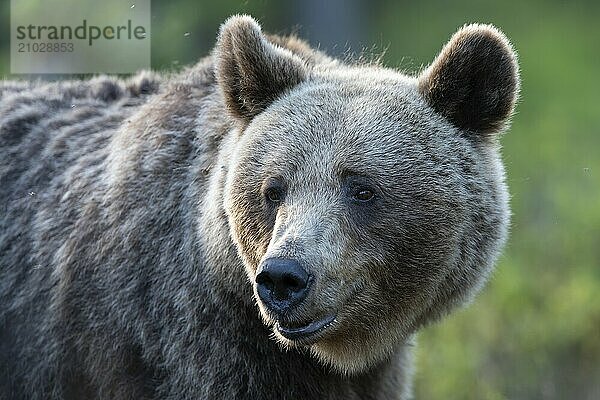 European brown bear  Karelia  Finland  Europe