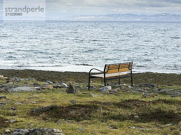 Seat  on the shore of the Arctic Ocean  beside Ekkeroy fishing village  May  Varanger Fjord  Norway  Europe