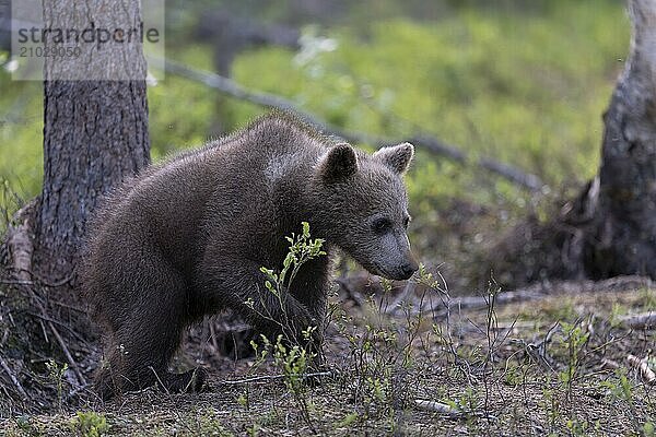 European brown bear  Karelia  Finland  Europe