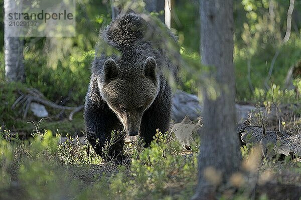 European brown bear  Karelia  Finland  Europe