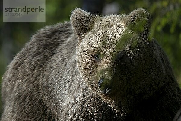 European brown bear  Karelia  Finland  Europe