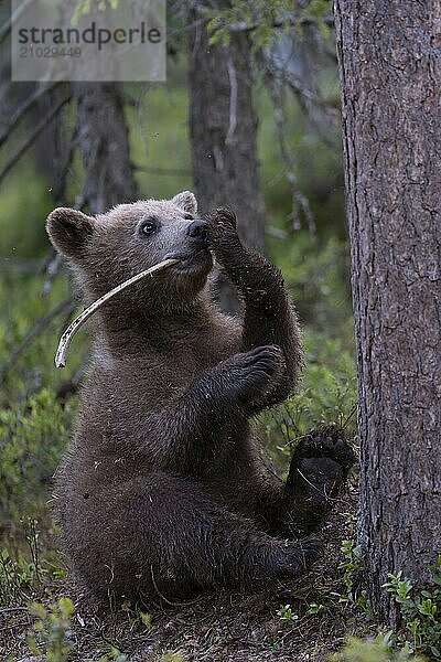 European brown bear  Karelia  Finland  Europe