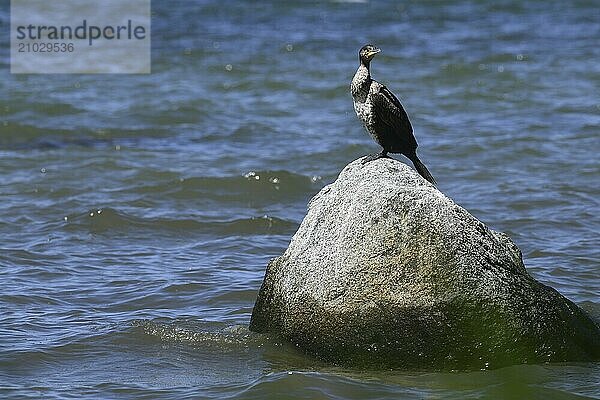 A bird resting on a stone in the sea  surrounded by small waves  Rügen (Binz 1)