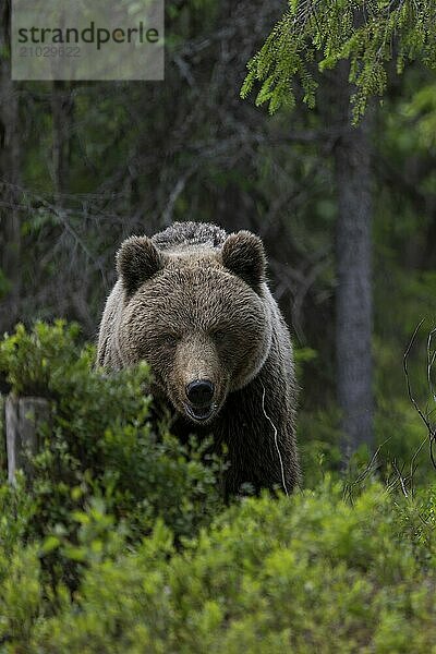 European brown bear  Karelia  Finland  Europe