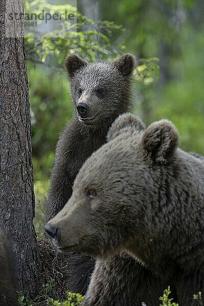 European brown bear  Karelia  Finland  Europe