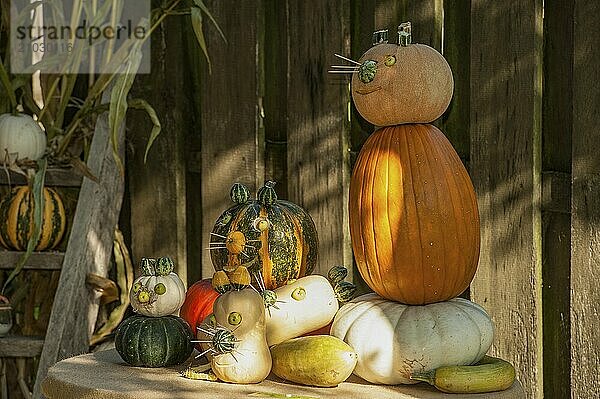 Various pumpkins decorated as cat figurines on a small wooden table against a dark background  borken  münsterland  Germany  Europe