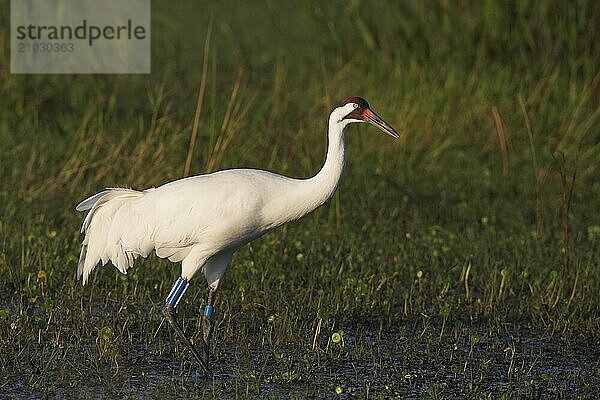 Whooping crane (Grus americana)  Joe Overstreet Landing  Osceola County  Florida  USA  North America