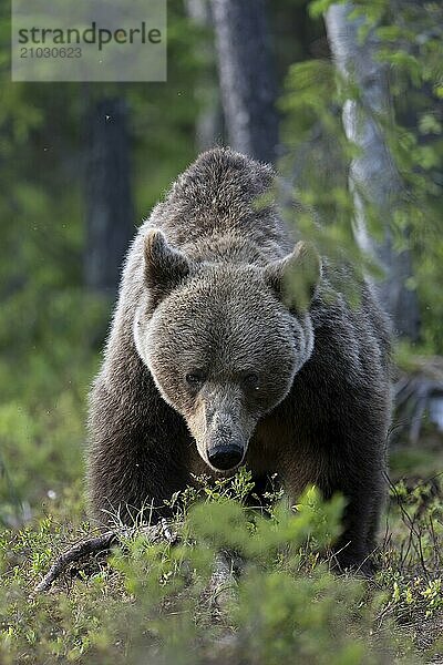 European brown bear  Karelia  Finland  Europe