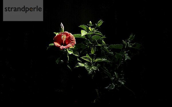 Hibiscus  red flower  light painting  italy