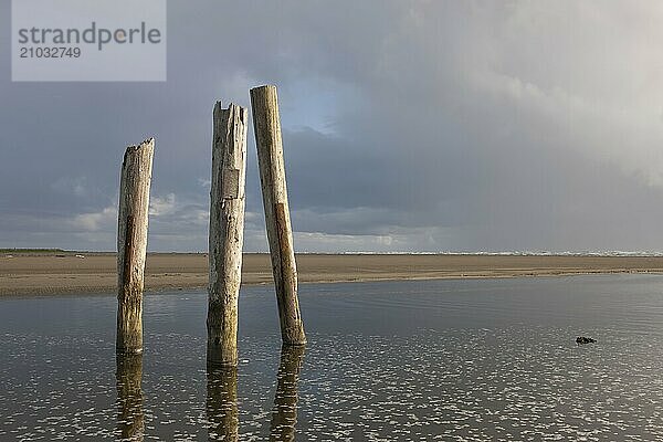 The posts in the water near the Pacific Ocean in Pacific Beach  Washington