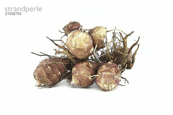 Sunchokes tubers with roots isolated on white background. Jerusalem artichokes (Helianthus tuberosus)  wild sunflower or topinambur