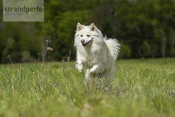 Icelandic Hounds are an active dog breed