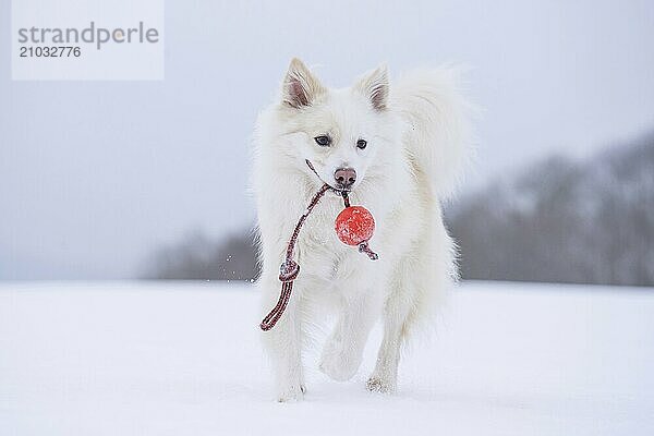 Icelandic dog with ball