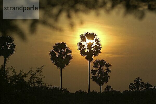 Sunrise among the palms  Tamil Nadu  South India