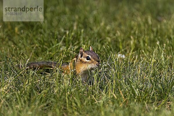 The eastern chipmunk (Tamias striatus) on a meadow. The eastern chipmunk is a chipmunk species found in eastern North America