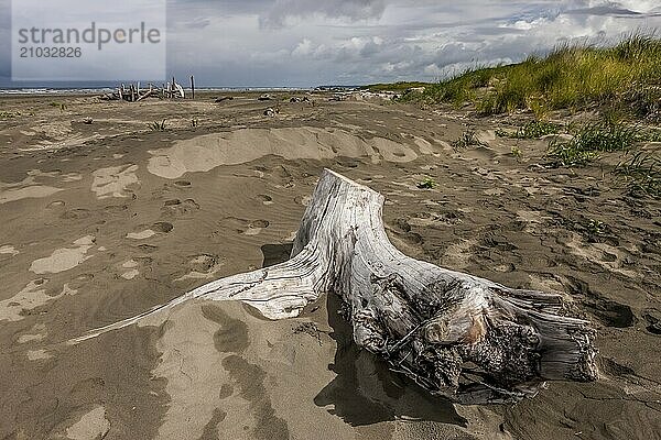 An old log laying in the sand at Pacific Beach in Washington