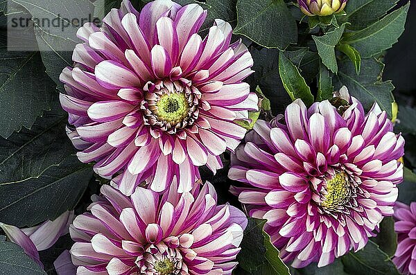 Dahlias (Dahlia)  Allgäu  Bavaria  Germany  Europe