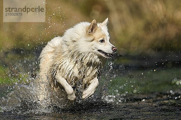 My Icelandic dog has a lot of fun chasing through streams