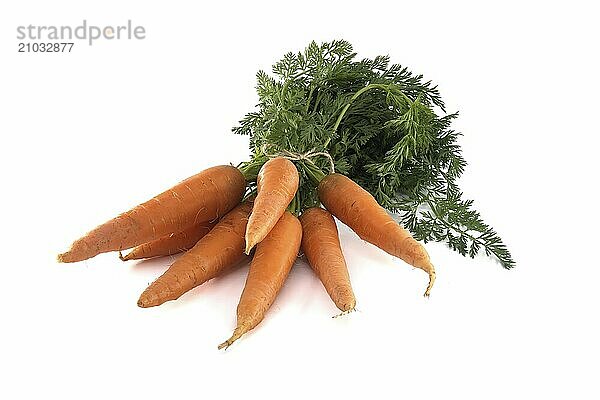 Bundle of fresh  orange carrots with green tops is neatly tied together using twine isolated on white background