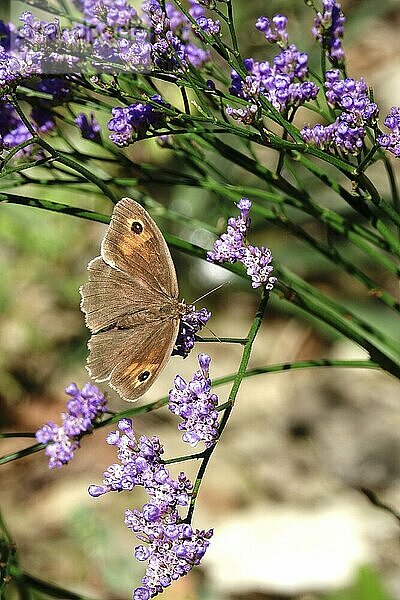 Butterfly ox-eye  summer  Saxony  Germany  Europe