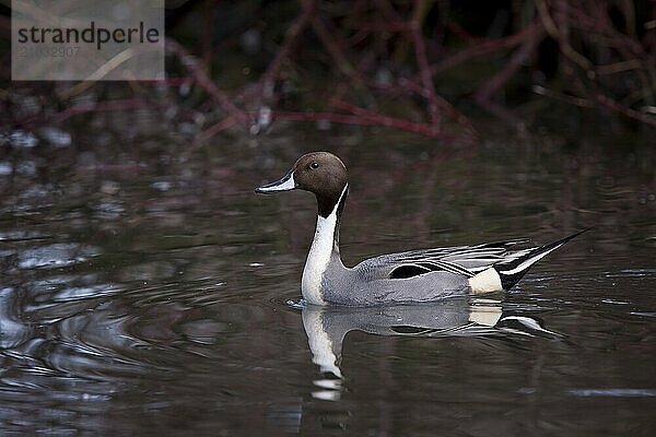 Spiessente  Maenchen  Anas acuta  northern pintail  male