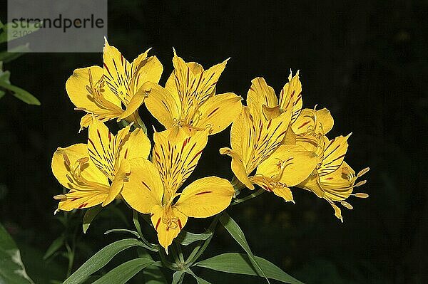 Peruvian lily  the yellow Alstromeria aurantiaca flower  on black background