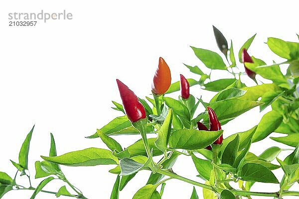 Red hot pepper plant with green leaves on a white background  with copy space