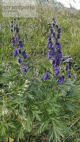 Monkshood (Aconitum napellus)  Carpathians  Romania  Europe