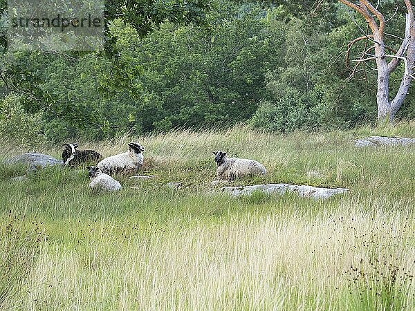 Four Norwegian fur sheep lying in a meadow