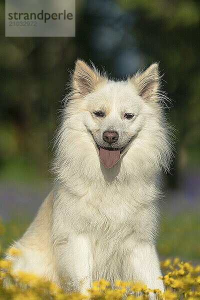 Icelandic dog  photographed in the flowerbeds of Stuttgart's Killesbergpark