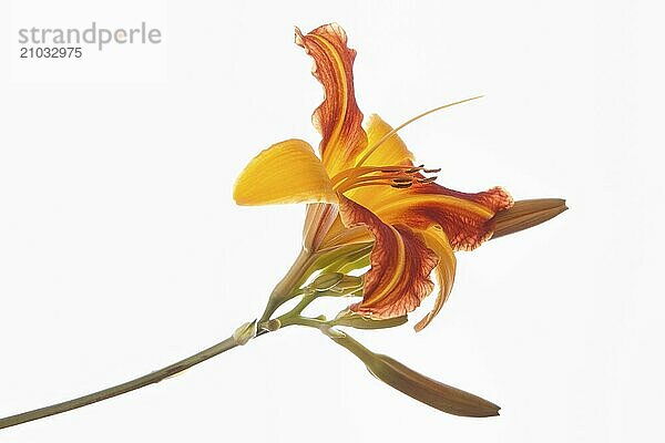 A close up of an orange tiger lily set against a white background