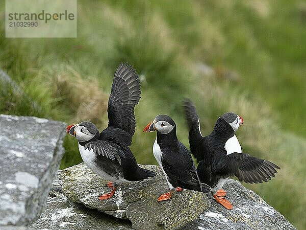 Three puffins sitting on a rock  two of them spreading their wings