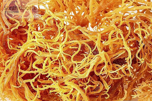 Irish sea moss background texture. Chondrus Crispus  healthy organic raw seaweed  a close-up on a white background  Food photography