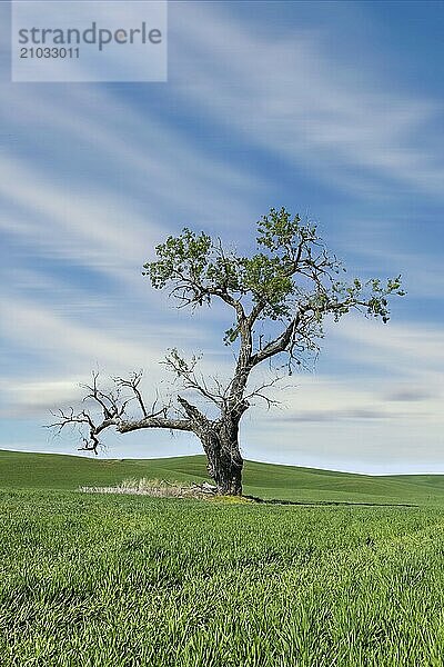 A very scenic lone tree stands tall in a green farm field under a blue sky in the palouse region of eastern Washington