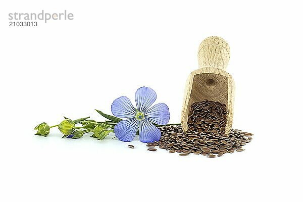 Wooden scoop filled with linseed seeds and a single blue flax flower isolated on white background