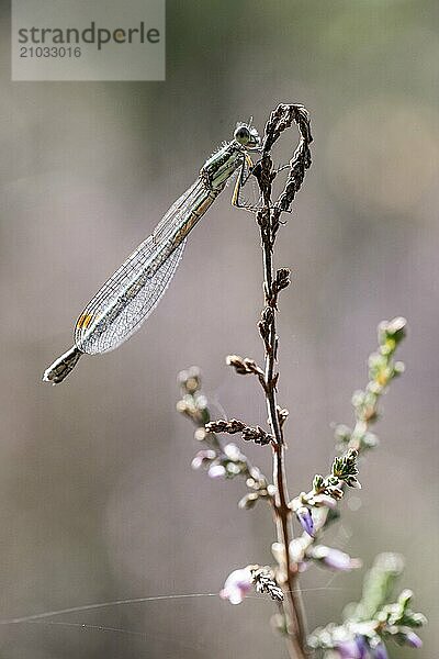 Emerald Damselfly (Lestes viridis)  Emsland  Lower Saxony  Germany  Europe