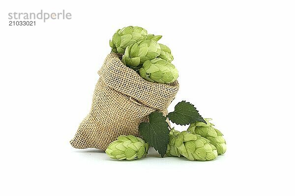 Beer or beverage still life with a fresh green hops cones spilling from a hessian bag isolated on a white background