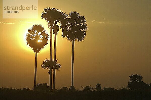 Sunrise among the palms  Tamil Nadu  South India