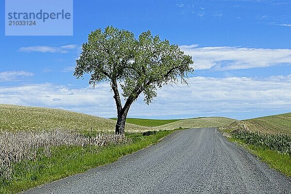 A lone tree stands next to a gravel road in the palouse region of eastern Washington