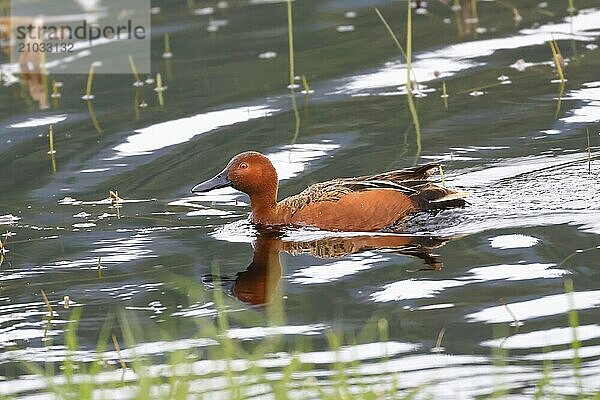 A cinnamon teal is swimming in the water near Coeur d'Alene  Idaho