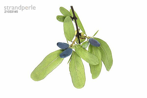 Borealis Honeyberry berries and twig with leaves and berries isolated on white background