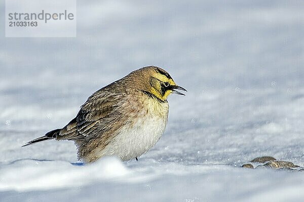 A horned lark in the snow covered ground in north Idaho