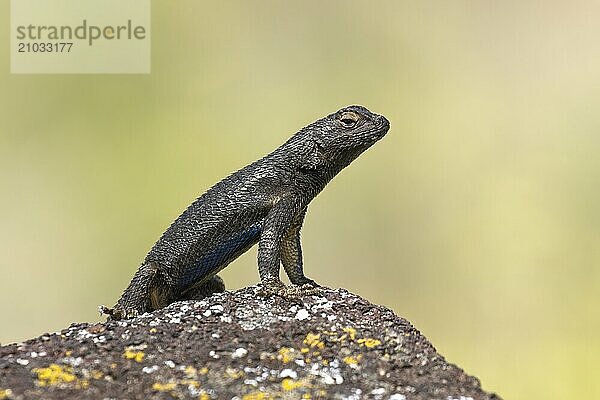 A close up photo of a small lizzard standing up on its front legs on a small rock near Hagerman  Idaho